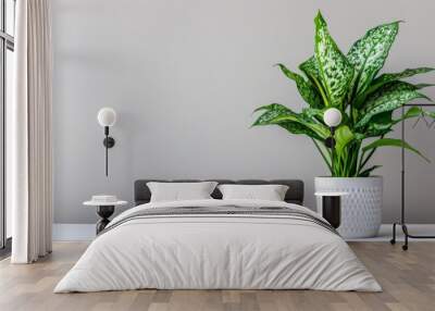 Modern indoor plant isolate on white background Wall mural