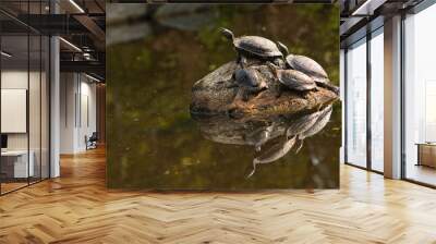 turtles on the rock Wall mural