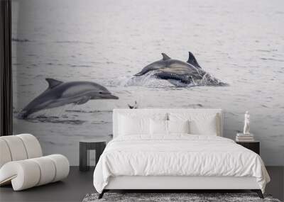 Common Dolphins Bubbling and Breaching the Surface Wall mural