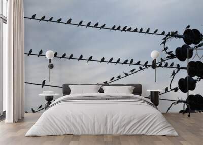 Location of birds with electric wires Wall mural