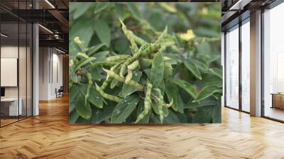 Pigeon Pea or Tuvar Beans Vegetable on Plant, Toor Beans, Tur Beans  Wall mural