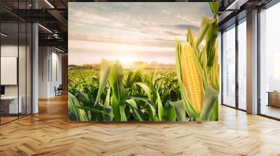 agriculture corn field with sweet corn seeds, of free space for your texts and branding. Wall mural