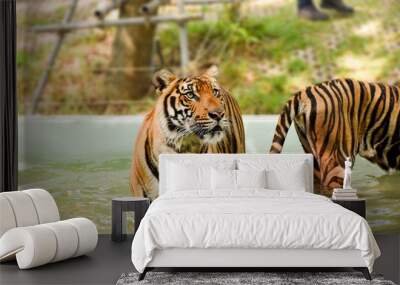 Tiger Kingdom - Thailand, Phuket  Wall mural