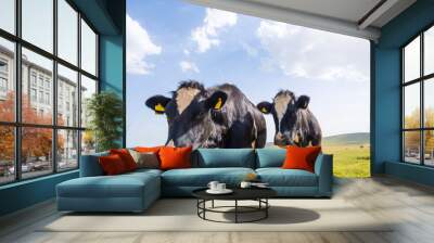 Curious cows,  two healthy wise mature black and white curious cows looking camera close up. Livestock image. Holstein cattle. Green meadow landscape large big blue sky with copy space. Wall mural