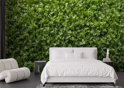 Vibrant Green Grass Texture with Clover Patches - Fresh and Lively Look Wall mural