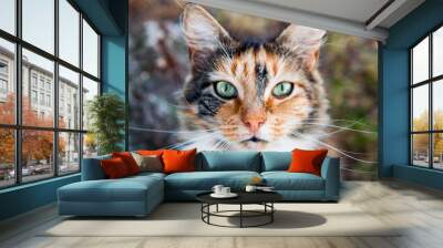 beautiful colorful cat with long mustache is looking up Wall mural