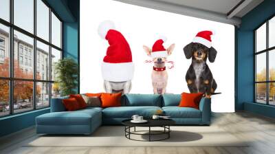 christmas  santa claus row of dogs isolated on white background,  with   funny  red holidays hat  and candy stick Wall mural