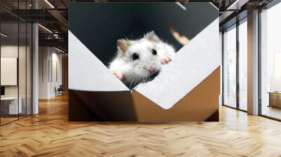 White dwarf hamster standing up in a box Wall mural