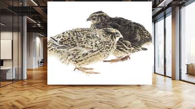 Young quail Wall mural