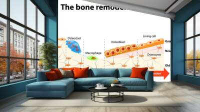 bone remodelling process Wall mural