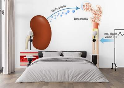 Erythropoietin and erythropoiesis Wall mural