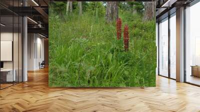 two red flowers in forest Wall mural