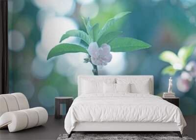 Cherry blossoms background bokeh blue Wall mural