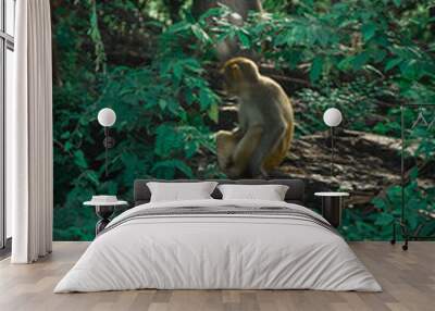 monkey in the forest,monkeys lifestyle,forest group,monkeys gang

 Wall mural