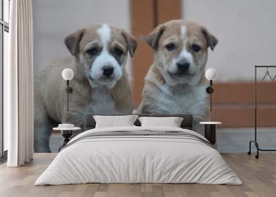 two dogs playing Wall mural