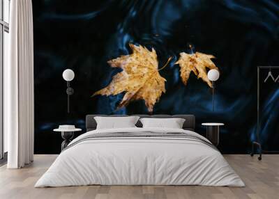 autumn leaves on water. Fallen maple leaf in autumn colors floating on water surface. Wall mural