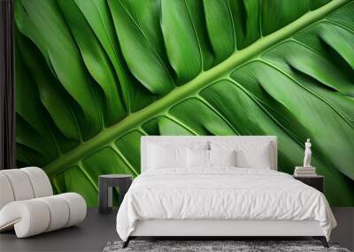 closeup tropical green leaf background flat lay fresh wallpaper banner concept Wall mural