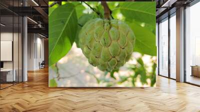 Closeup view of fresh custard apple on a plant Wall mural