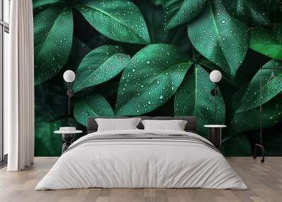 A lush green plant with droplets of water on its leaves Wall mural