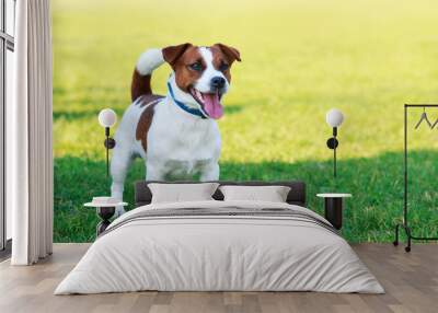 Dog breed Jack Russell Terrier Wall mural