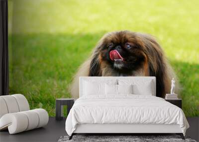 Dog breed pekingese Wall mural