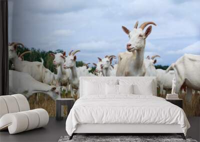 Goats graze on the field Wall mural