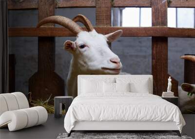 Portrait of goat Wall mural