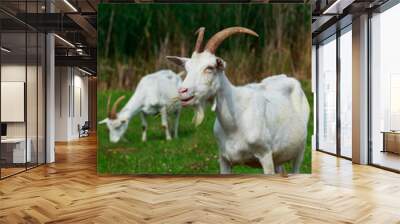 Portrait of goat Wall mural