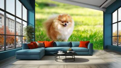 The dog breed pomeranian spitz Wall mural