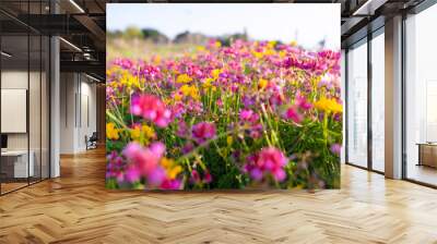 Vibrant Wildflower Meadow. Low angle view of a vibrant wildflower meadow with a mix of pink, yellow, and purple flowers under a clear blue sky. Wall mural