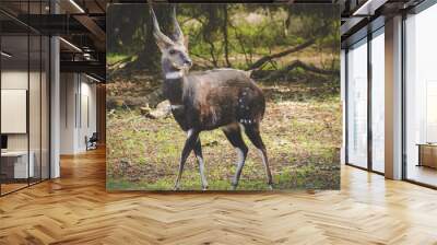 Close up image of a Bushbuck in the natural forests around the coastal town of Knysna in South Africa Wall mural