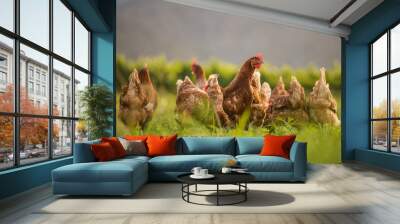 Close up image of a free range chicken on a farm in a field and in the chicken coop. Wall mural