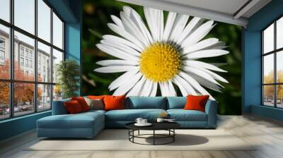 White flower 2 Wall mural