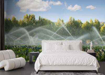 Irrigation systems in a vegetable garden Wall mural