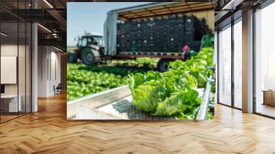 Tractor with production line for harvest lettuce automatically. Lettuce iceberg picking machine on the field in farm. Wall mural