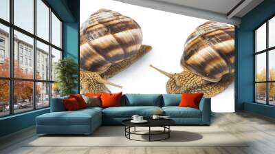 White isolated snail Wall mural