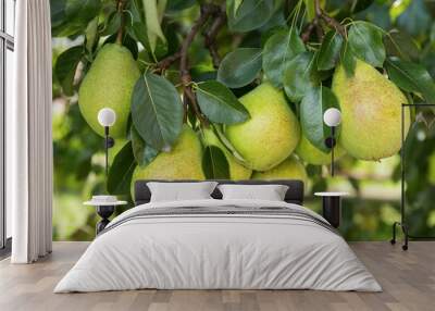 Fresh ripe pears on the pear tree Wall mural