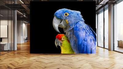 Colorful Macaws Wall mural