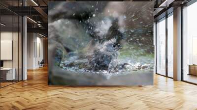 Tufted Titmouse in the water bathing Wall mural