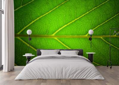 green leaf veins macro background texture Wall mural