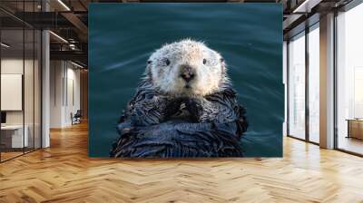 Closeup of young sea otter (Enhydra lutris) Floating in ocean on the California coast, looking directly at camera. 
 Wall mural