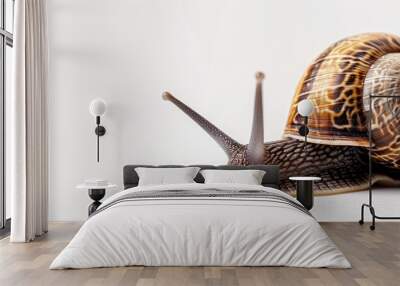 A small brown and white snail is on a white surface Wall mural