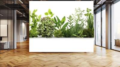 Rosemary, mint, lavender, sage and thyme collection. Creative banner with fresh herbs bunch on white background. Wall mural