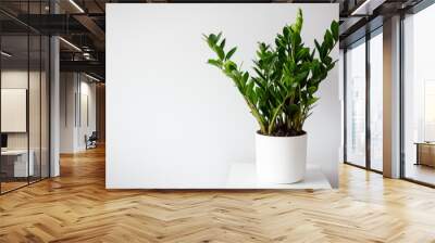 plant in pot over white wall background with copy space Wall mural