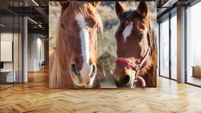 two horses Wall mural