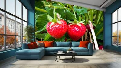 Strawberry Field with two ripe strawberries Wall mural