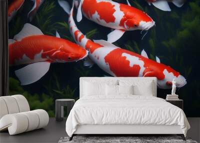 Many beautiful colored koi fish are swimming in the pond. Wall mural