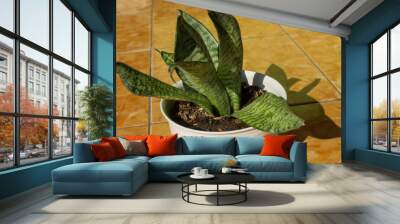 Sansevieria plants under morning sunlight	 Wall mural