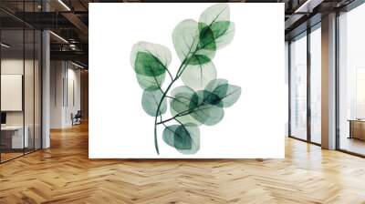  Watercolor eucalyptus leaf branch. Floristic design elements for floristics. Hand drawn illustration. Greeting card. Floral print. Plant painted background. For postcards, greetings, cards, logo.  Wall mural