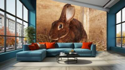 Cute brown rex rabbit in a farm Wall mural